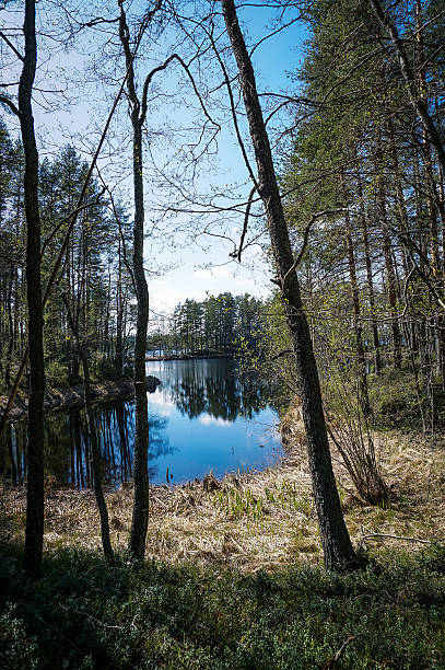 istock Lake in the forest 2217583550
