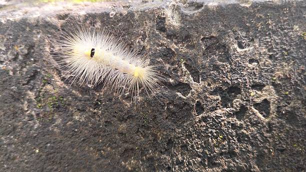 A caterpillar with many long black hairs on its body and many small water droplets on its long hairs. It walks on the glass table, and the table has its reflection.