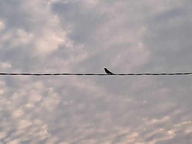 Four house martins resting on overhead electricity cables, stretched across a summer sky of white cumulus clouds and blue sky.  Sithonia, Greece.