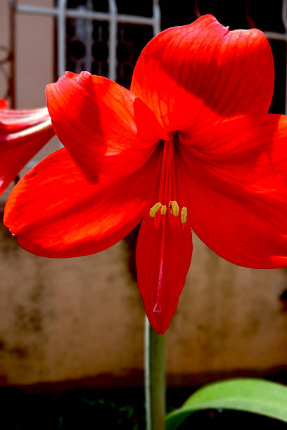 istock Rich Red Barbados Lily Flower 2217590802