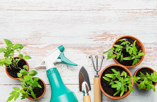 istock Gardening tools and seedlings on rustic white table, preparing for spring planting 2217593029
