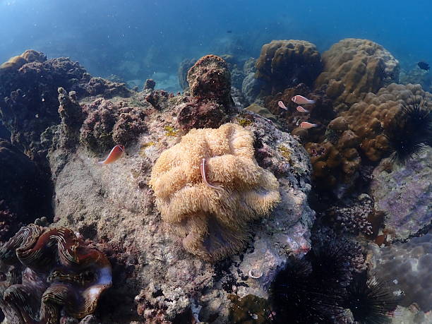 istock Thai beach and underwater photos 2217594095