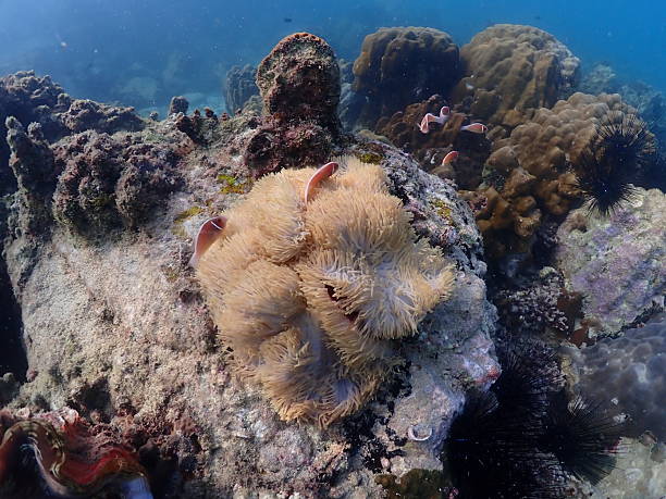 istock Thai beach and underwater photos 2217594105