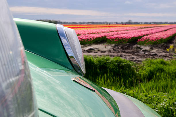 porsche 911 targa made in 1974, in emeraldgreen, classic car shot in front of a tulipfield in wanroy the netherlands