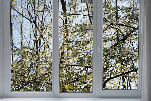 istock View from the window, blooming  trees, bird cherry blossom in a garden. 2217594584