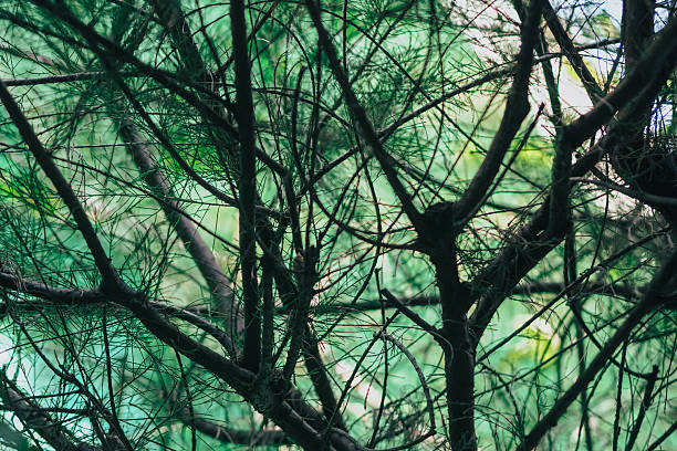 a dense network of dark, slender branches and needle-like leaves, likely from a conifer such as a Casuarina tree. The foreground features the intricate structure of the branches