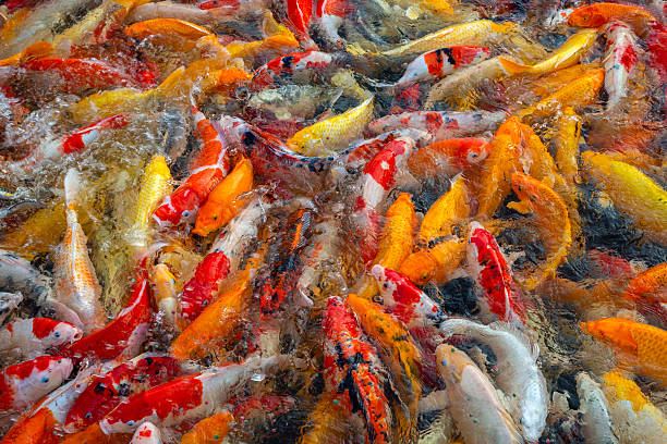 istock Colorful koi fish in the pond. 2217594909