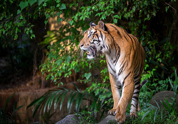istock Indochinese tiger are resting in the forest. 2217595587