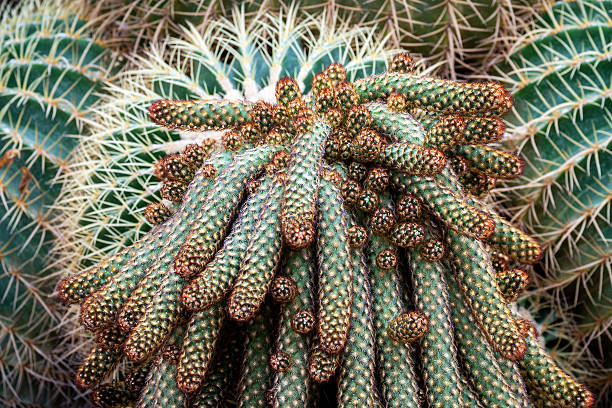 Cactus and desert plants in the park.