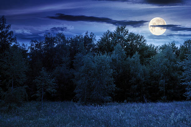 istock landscape with forest on the hill in summer at night 2217595878