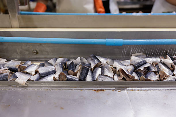Freshly cut pieces of fish moving along a stainless steel conveyor belt inside a hygienic seafood processing plant. Highlights industrial food preparation, cold chain operations, and cleanliness in fish manufacturing.