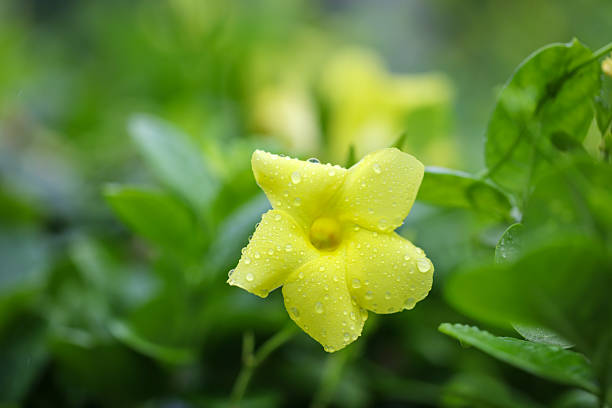 A yellow flower with dew drops on it. The flower is surrounded by green leaves. Concept of freshness and beauty