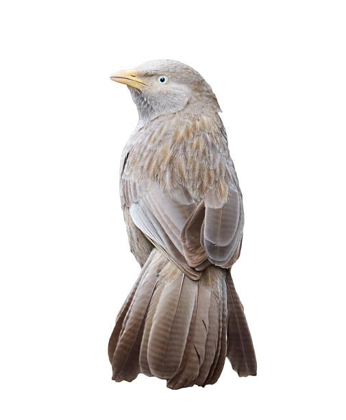 istock A bird with a blue eye stands on a white background 2217599678