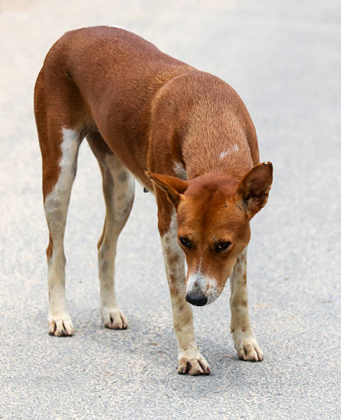 istock A brown and white dog is looking down at the ground 2217599680