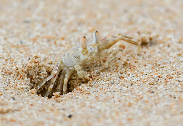 A ghost crab on the beach