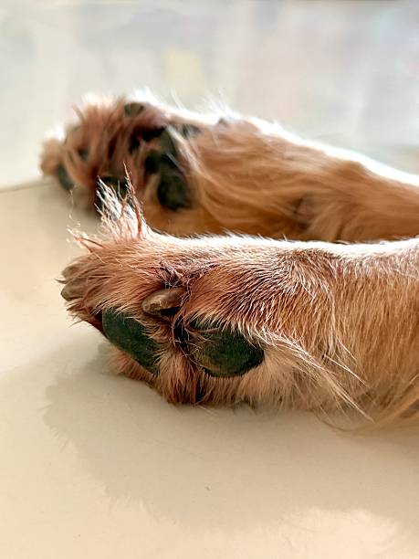 Close up of a sleeping golden Retriever Paw  - vertical