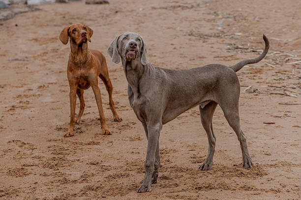 Two dogs Hungarian Vizsla and a Weimraner are happily running along the beach and playing with a ball