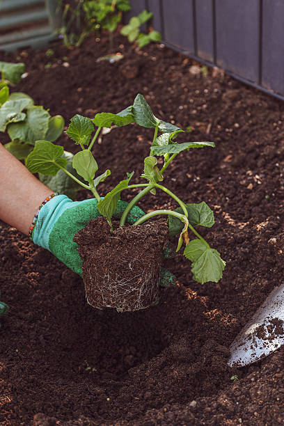 istock Placing Vegetable Seedling into Garden Soil 2217602945