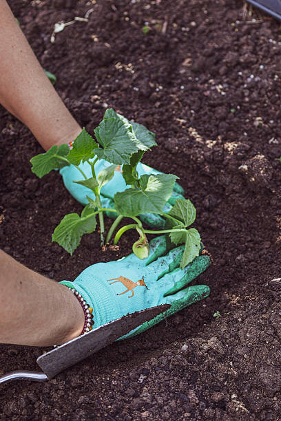 istock Holding and Positioning Seedling for Planting 2217603037