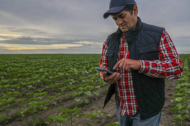 istock A farmer over 50 uses a smartphone in a young sunflower field 2217603272
