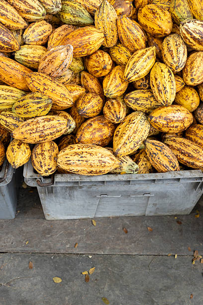 istock Cacao Tree (Theobroma cacao). Organic cocoa fruit pods in nature. 2217603686