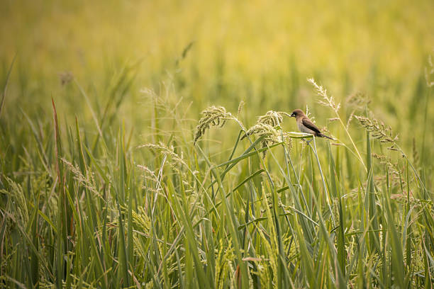 bird in the family Sturnidae native to Asia omnivorous open woodland bird with a strong territorial instinct