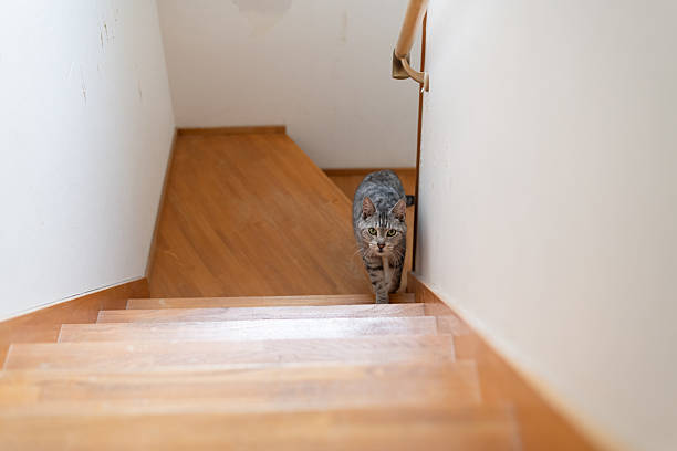 istock Cute cat climbing the stairs: Siamese tabby cat 2217604956