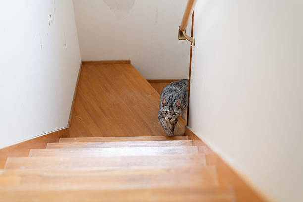 istock Cute cat climbing the stairs: Siamese tabby cat 2217604975