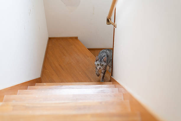 istock Cute cat climbing the stairs: Siamese tabby cat 2217604990