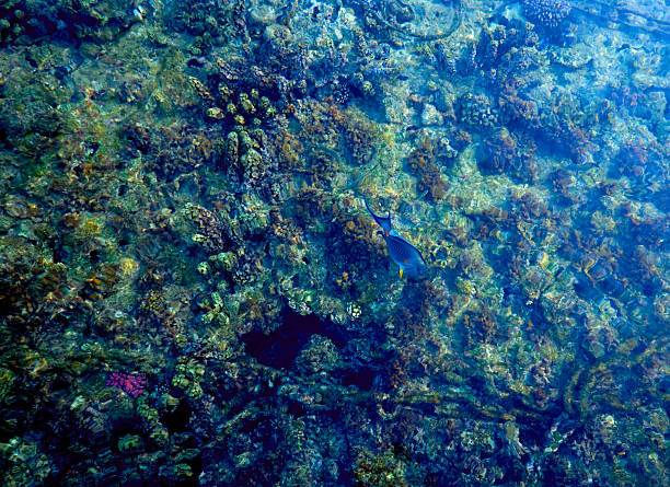 coral reef in red sea of ​​egypt