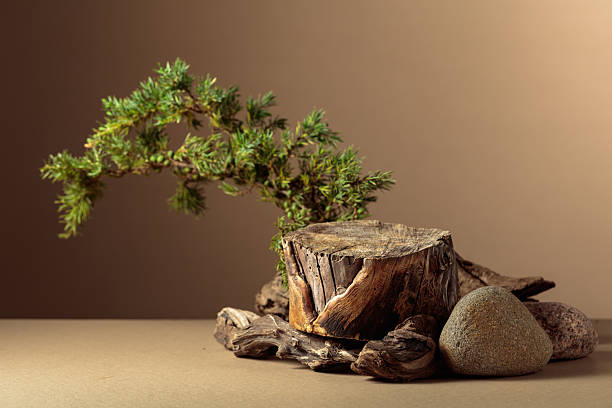 istock Composition with natural wooden snags, stones and juniper branches. 2217607969
