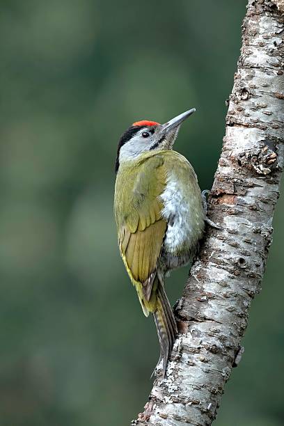 istock Grey headed woodpecker (male), Picus canus, Sattal, Nainital, Uttarakhand, India 2217609727