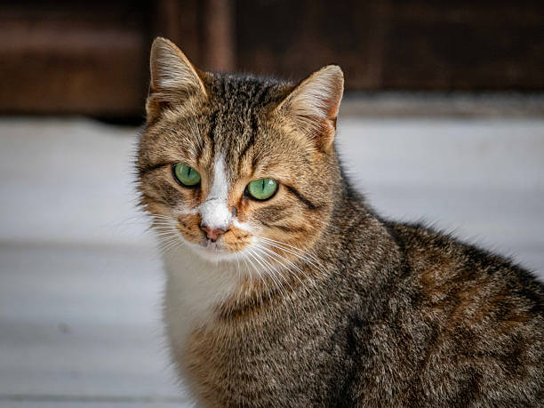 A beautiful up close photograph of a cats face with green eyes. Detailed, and vibrant