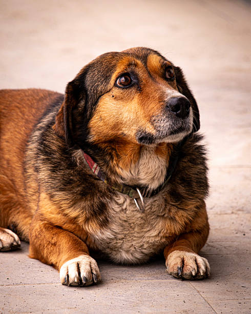 istock a portrait of a cute dog 2217611451
