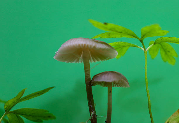 Elegant mushrooms with slender stems stand out against a vibrant green backdrop, creating a minimalist yet striking composition. The vivid colors and crisp lines make this image ideal for nature or artistic themes.