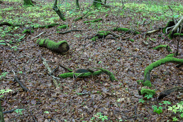 A forest floor blanketed with fallen leaves and moss creates a richly textured natural composition. Green, moss-covered branches and logs add visual interest to this tranquil woodland scene.