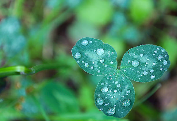 A clover leaf, covered with glistening dew drops, is set against a blurred green background. Each drop reflects light, emphasizing the freshness and purity of the morning, symbolizing nature and its beauty.