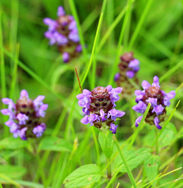 Prunella vulgaris grows wild among grasses in summer