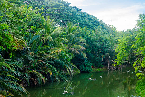 Dense tree area along pond in Queen Sirikit Park in Bangkok Chatuchak. Park is located at  Kamphaeng Phet 2 Rd
