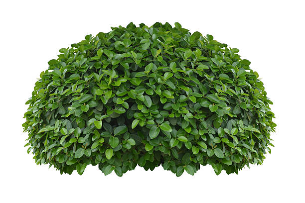 istock green bush isolated on white background. 2217617188