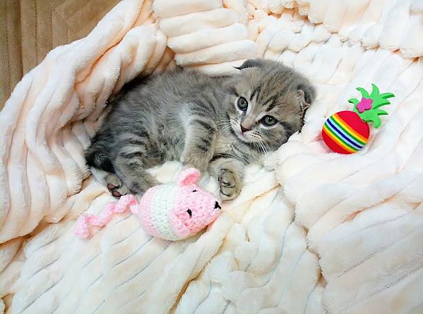 istock Adorable grey marbled Scottish fold kitten cat photo posing on beige striped blanket with ball and knitted mouse.Kitty.Cute wallpaper background with cats.Toys pet supplies.J 2217618606