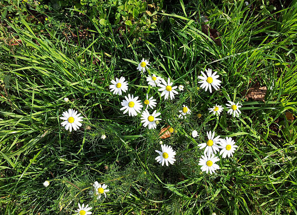 istock chamomile at dry sunny day 2217619414