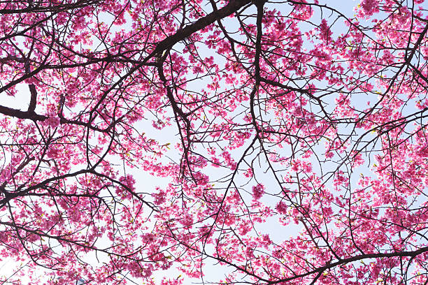 Kawazu cherry blossoms in Kyoto, blue sky in spring