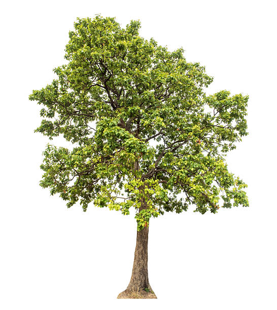 istock green tree isolated on white background with clipping path and alpha channel 2217622631