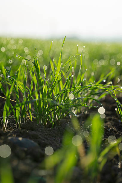 green wheat sprouts in autumn at sunset in dew drops, a new crop of frost-resistant winter wheat in water drops young green wheat sprouts in autumn at sunset in dew drops, a new crop of frost-resistant winter wheat in water drops sunset dew stock pictures, royalty-free photos & images