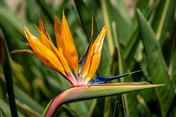 Bird of paradise flower