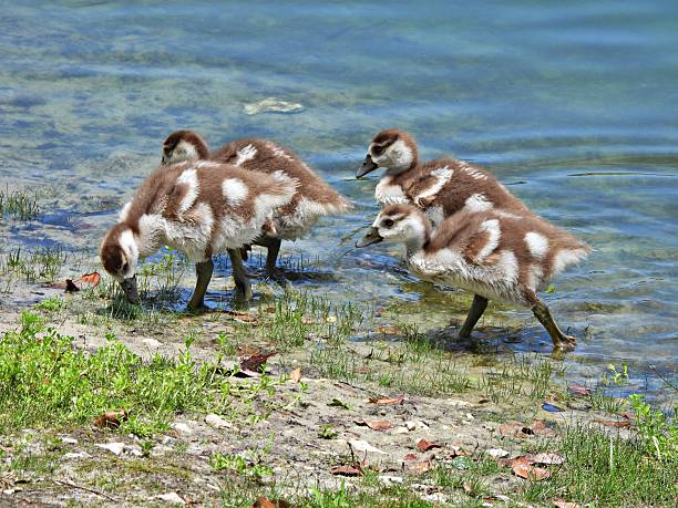 Egyptian Goose  - young bird, profile