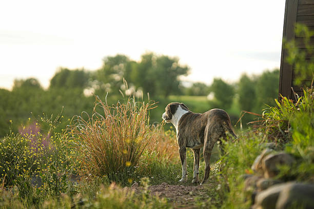 A dog stands near tall grass, calmly observing the landscape in warm evening light.