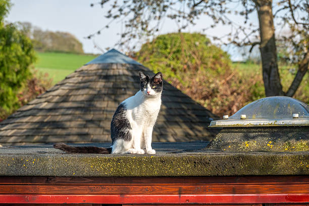 While both are bicolor cats, cow cats are predominantly white with large, irregular patches of another color, most often black, resembling a dairy cow's markings. In contrast, tuxedo cats are primarily black (or another solid color) with specific white markings on their chest, belly, and paws, creating the appearance of formal wear. Essentially, cow cats are mostly white with dark patches, while tuxedo cats are mostly dark with white accents.
