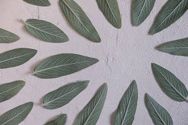 istock Organically arranged sage leaves displayed on a neutral textured surface, showcasing natural themes emphasizing botany, simplicity, and green aesthetics 2217626347